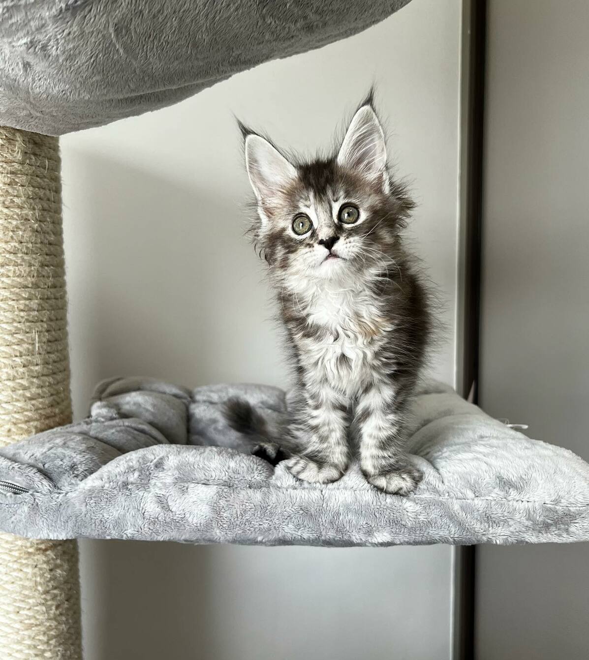 Silver Tabby Maine Coon Kittens for Sale Melbourne