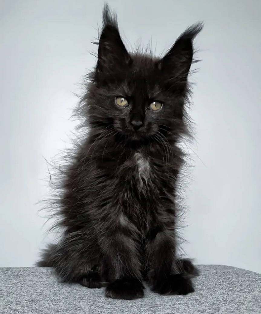 Purebred Maine Coon kitten for sale in Adelaide SA