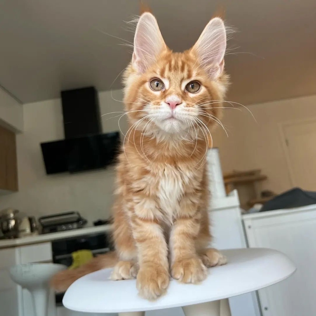 Maine Coon kitten in Sydney NSW from Dirty Paws Maine Coons