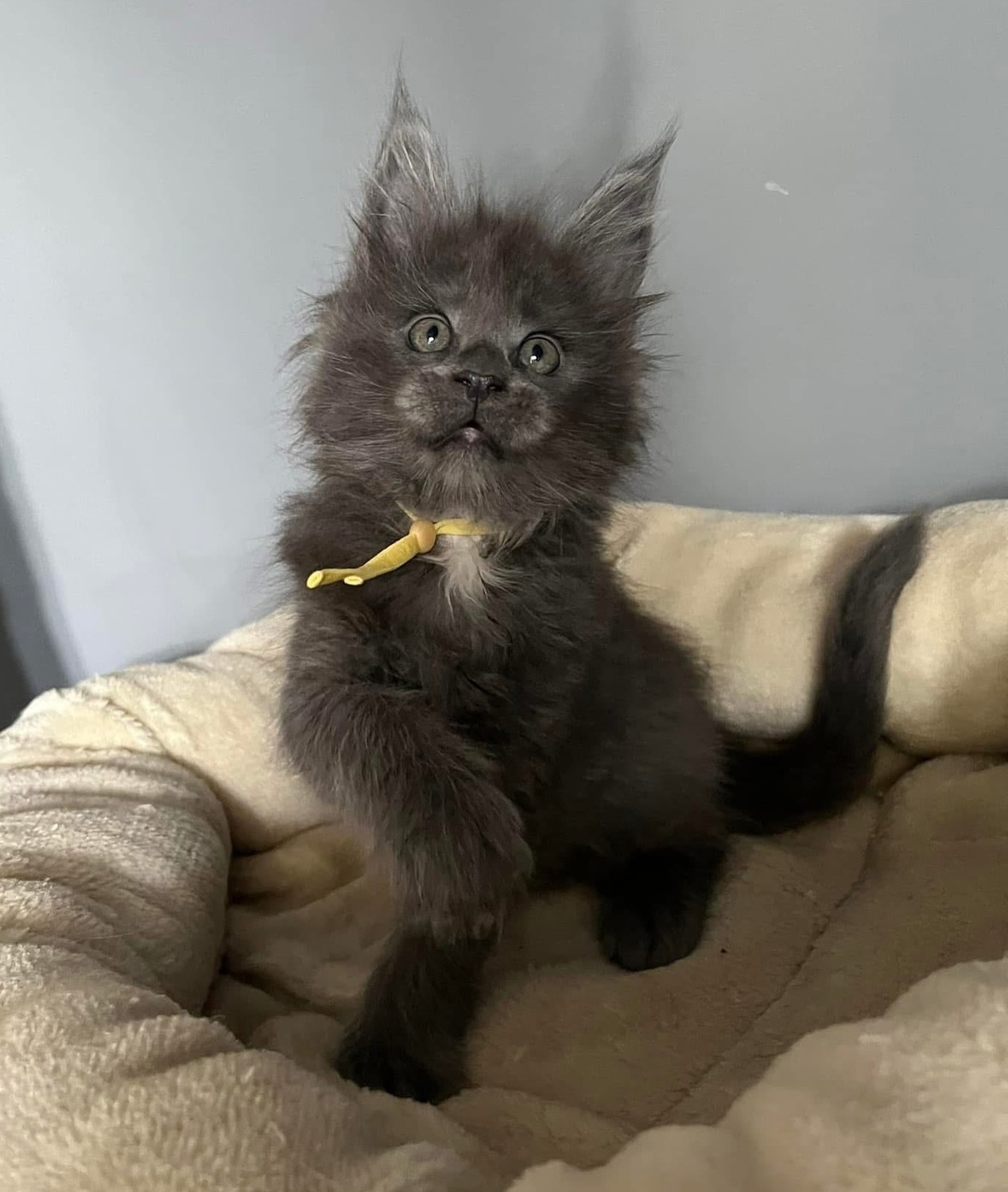 Beautiful purebred Maine Coon kittens available to Perth families, featuring healthy male and female kittens with luxurious coats, veterinary care, and suitable delivery options. Maine Coon Kittens for Sale Perth WA Australia
