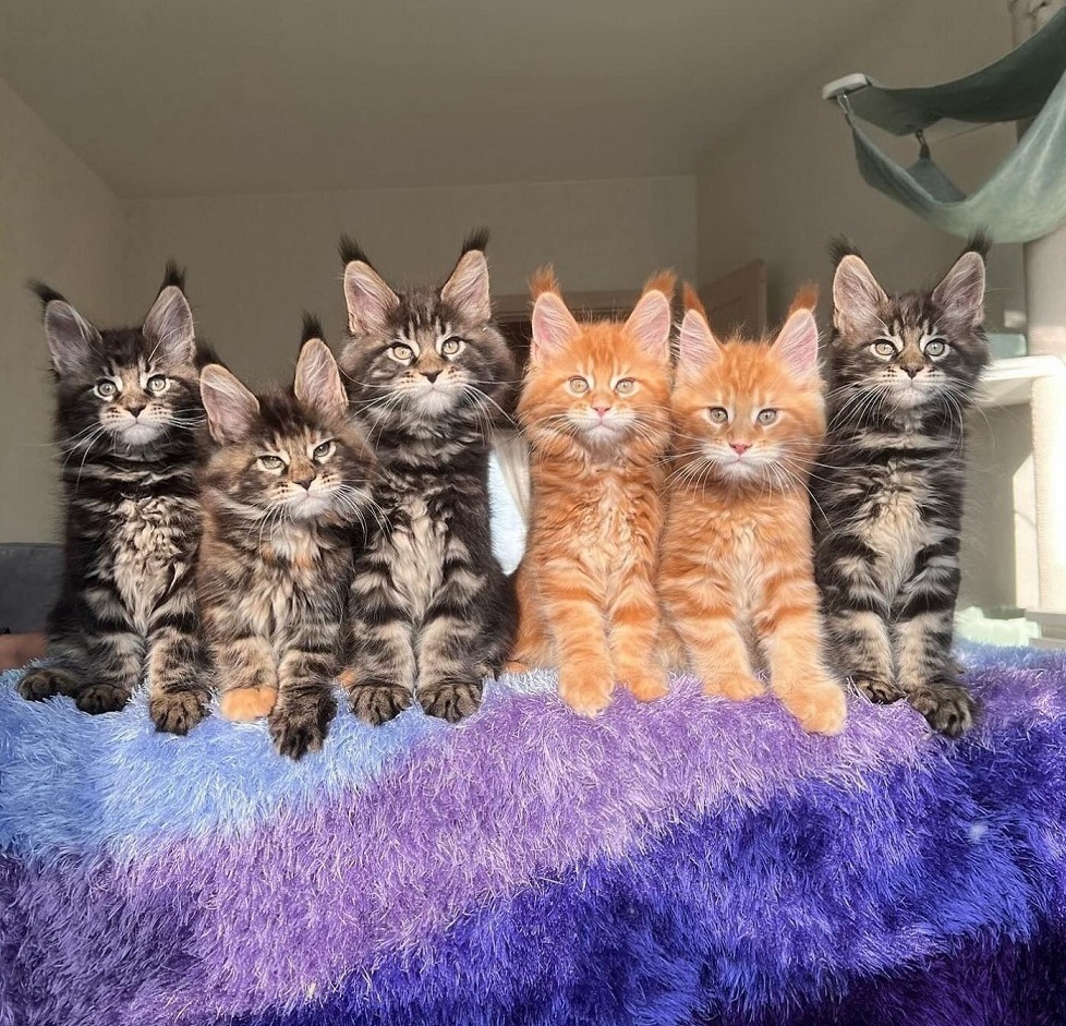 Maine Coon kitten in Hobart Tasmania