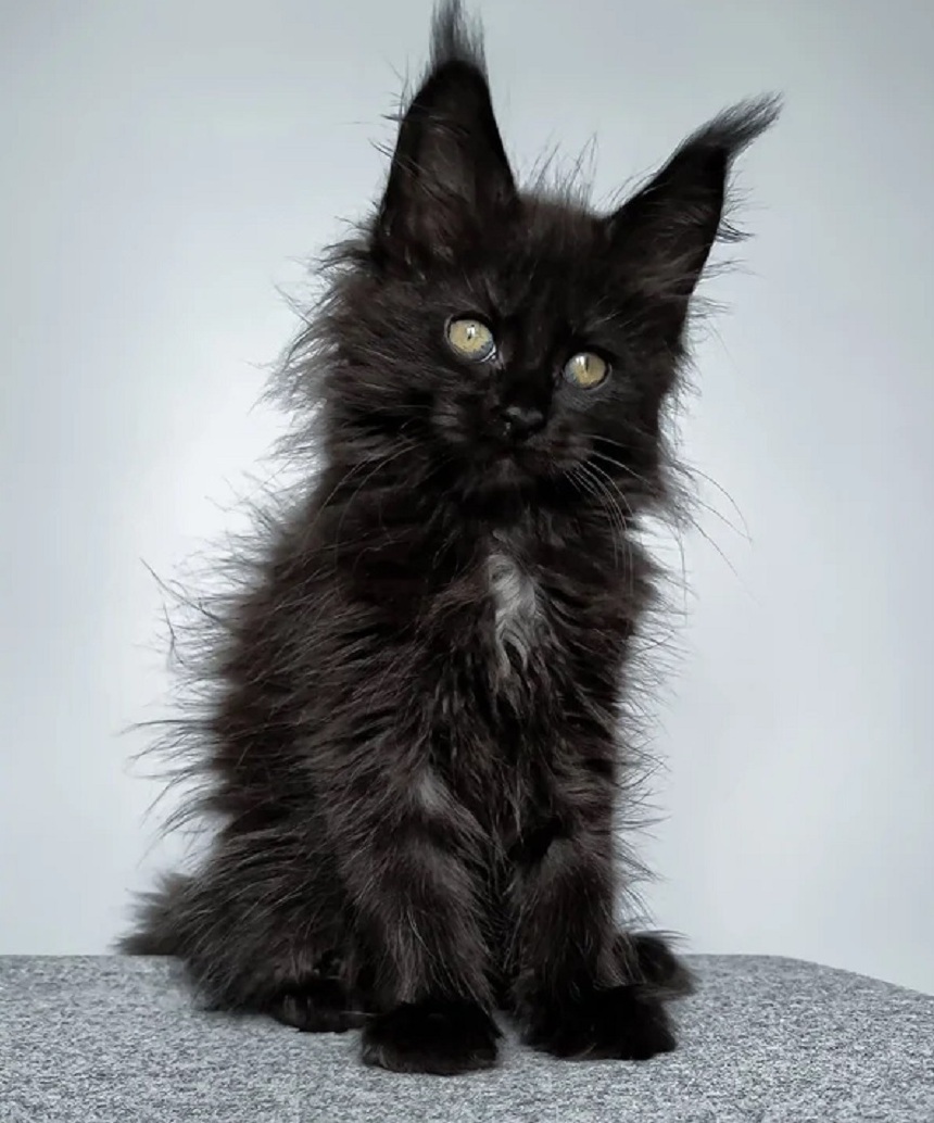 Purebred Maine Coon kitten available in Adelaide SA from Dirty Paws Maine Coons