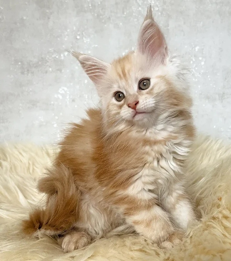 Maine Coon kitten for sale in Bunbury WA