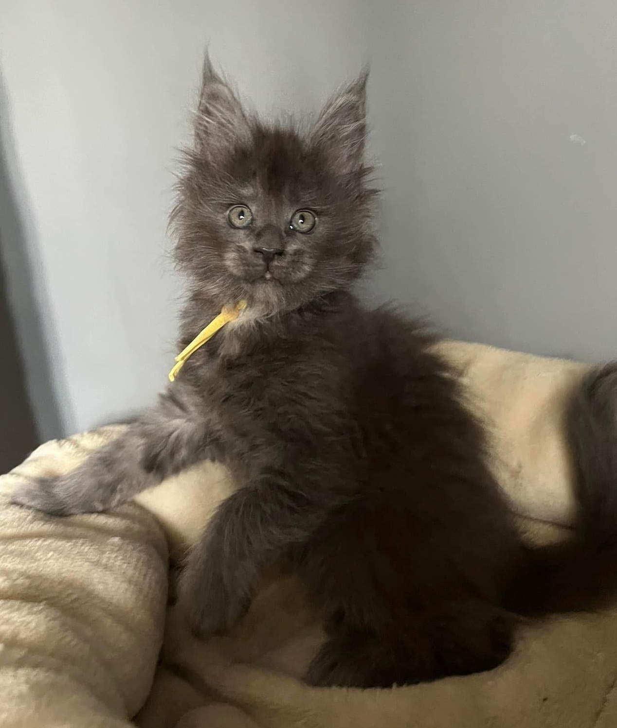 Gorgeous purebred Maine Coon kittens available to Perth buyers, featuring affectionate personalities, stunning coat colours, veterinary health checks, and vaccinations. Purebred Maine Coon Kittens Perth Western Australia