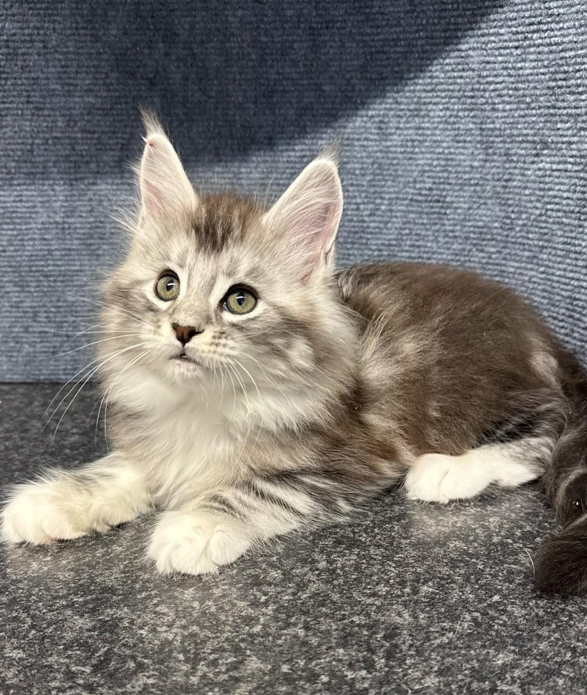 Maine Coon Kittens for Sale Brisbane QLD Australia