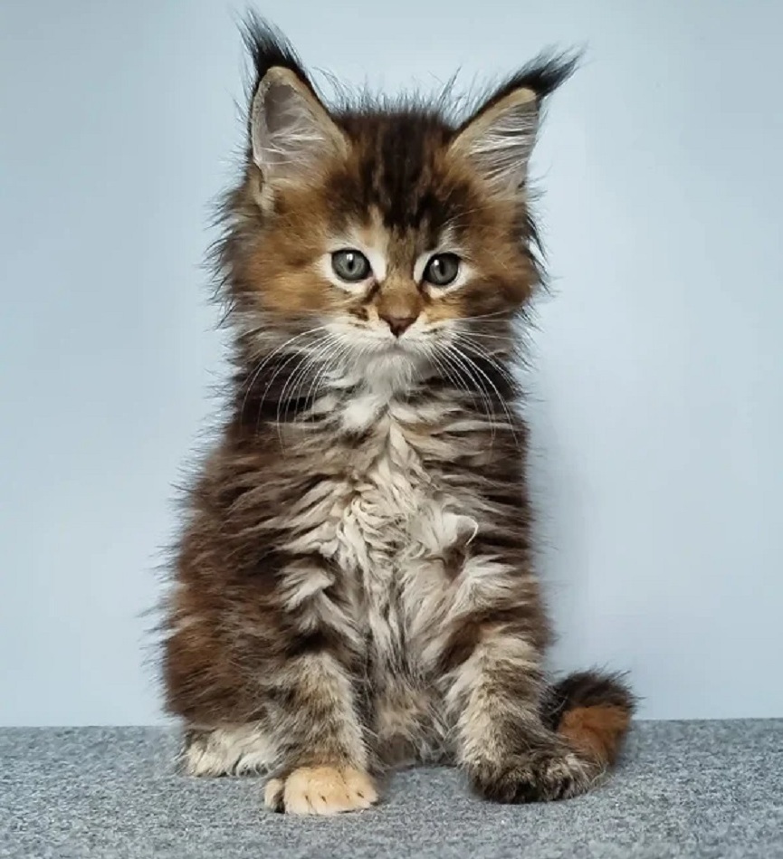 Healthy pedigree Maine Coon kitten in Melbourne VIC ready for adoption