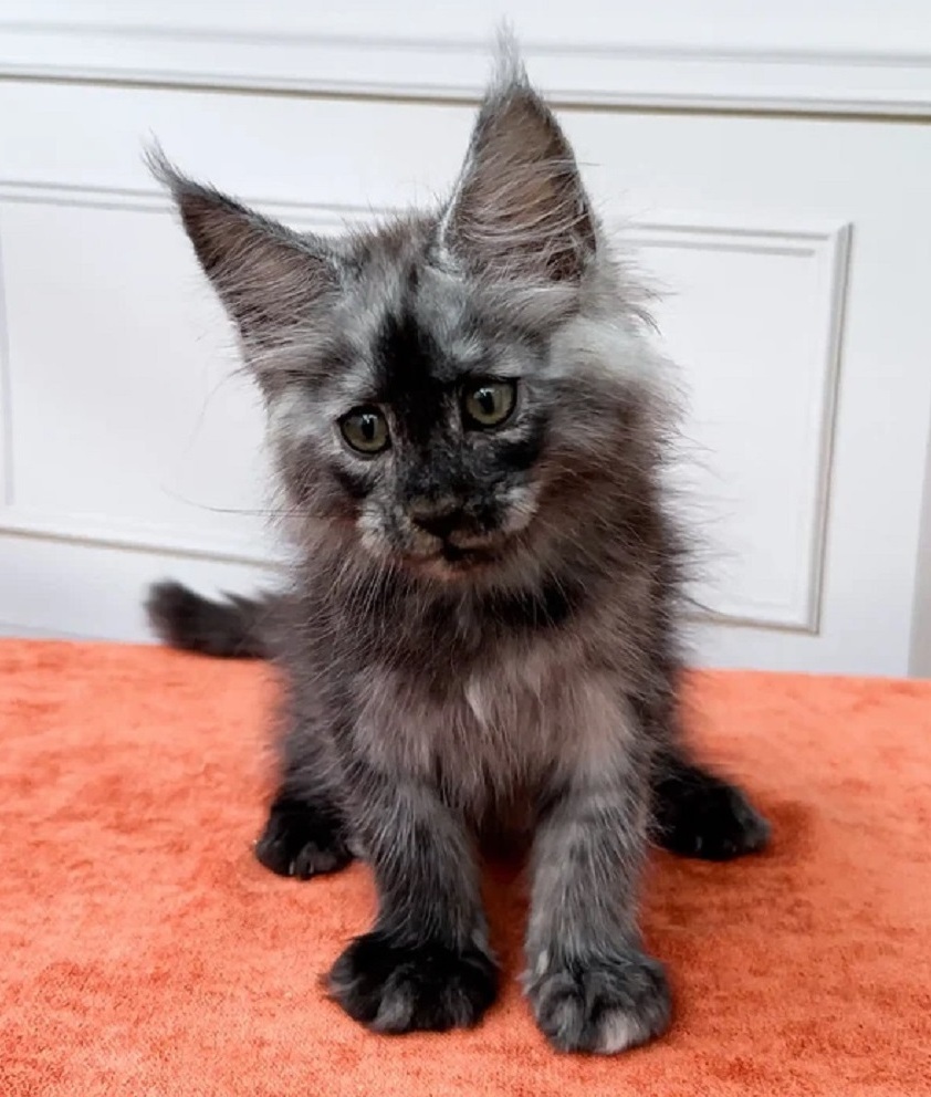 Purebred Maine Coon Kittens for Sale in Sydney NSW Purebred Maine Coon kitten available in Sydney NSW