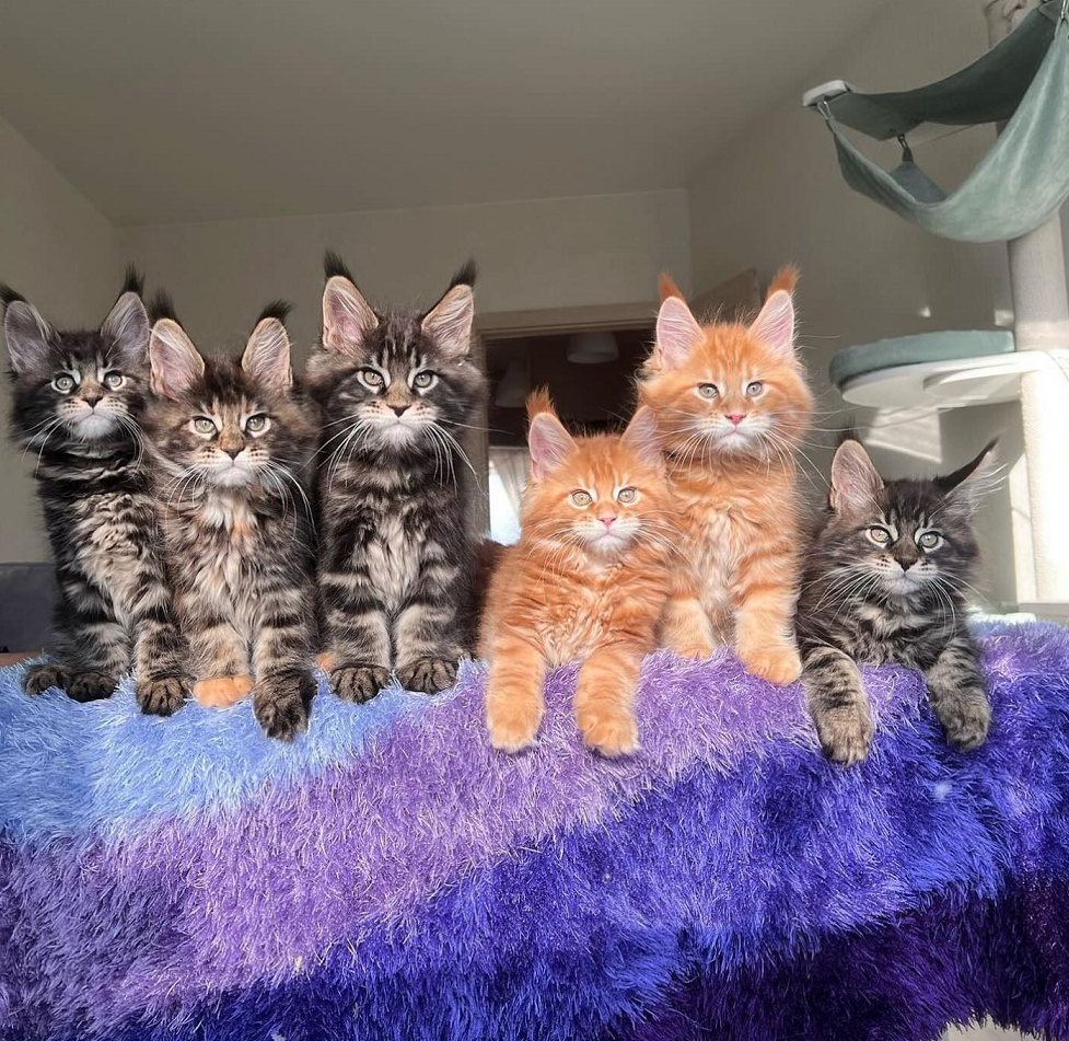 Pedigree Maine Coon Kitten in Newcastle NSW Pedigree Maine Coon kitten available in Newcastle NSW