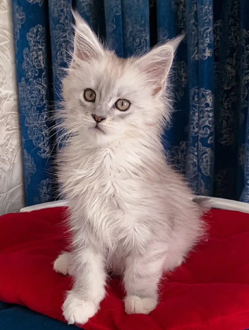Sunshine Coast Maine Coon kitten from ethical breeder