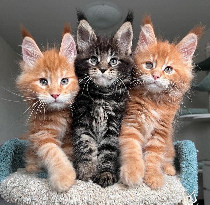 Maine Coon kitten available in Mount Gambier SA
