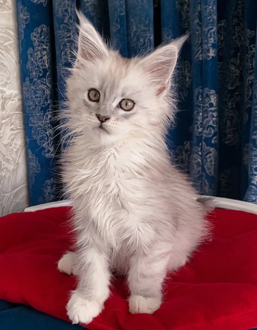 Sunshine Coast Maine Coon kitten from ethical breeder