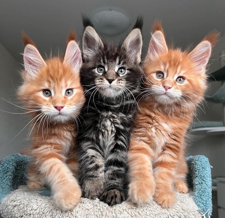 Purebred Maine Coon Kittens for Sale in Australia | Dirty Paws Maine Coons Purebred Maine Coon kitten for sale in Adelaide SA