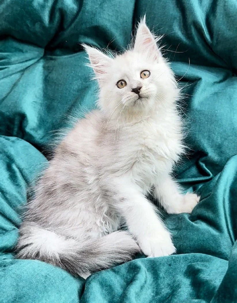 Purebred Maine Coon kitten available on the Central Coast NSW