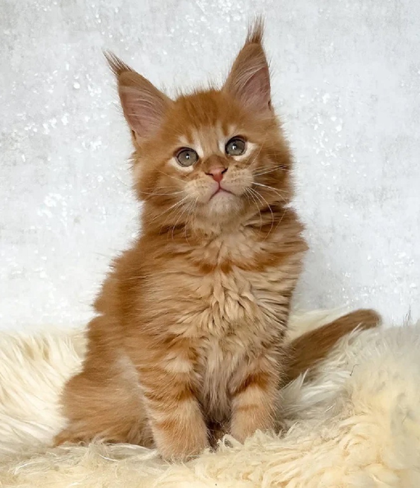 Purebred Maine Coon Kittens Newcastle NSW Australia Gorgeous purebred Maine Coon kittens available to Newcastle buyers, featuring beautiful long-haired coats, expressive eyes, playful temperaments, and classic Maine Coon characteristics.