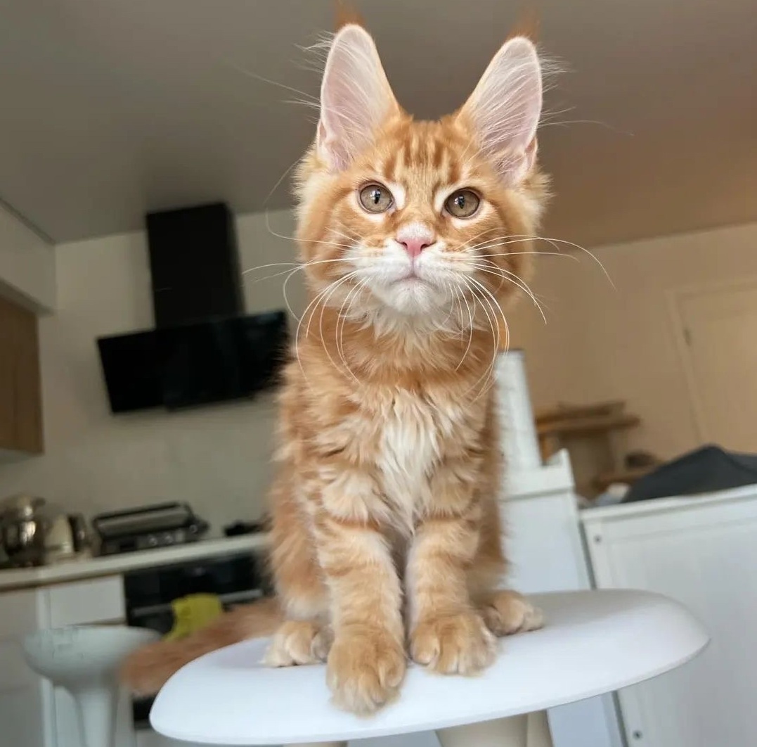 Maine Coon kitten in Sydney NSW from Dirty Paws Maine Coons
