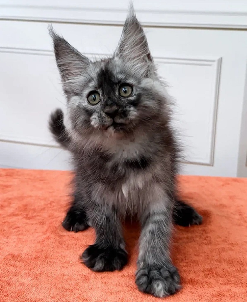 Pedigree Maine Coon kitten for sale in Geelong VIC