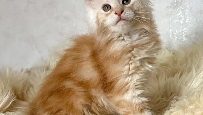 Maine Coon kitten for sale in Geelong from trusted breeder