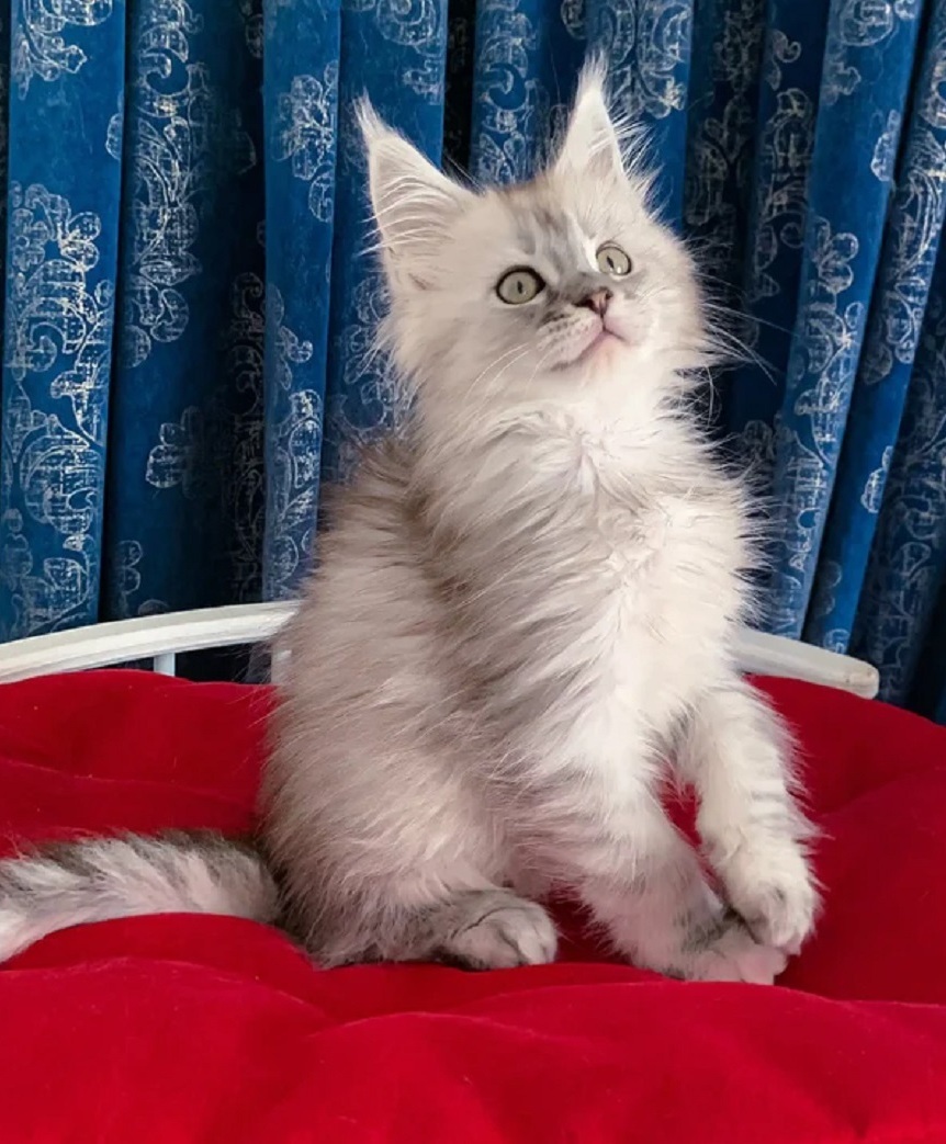 Pedigree Maine Coon kitten in Perth WA