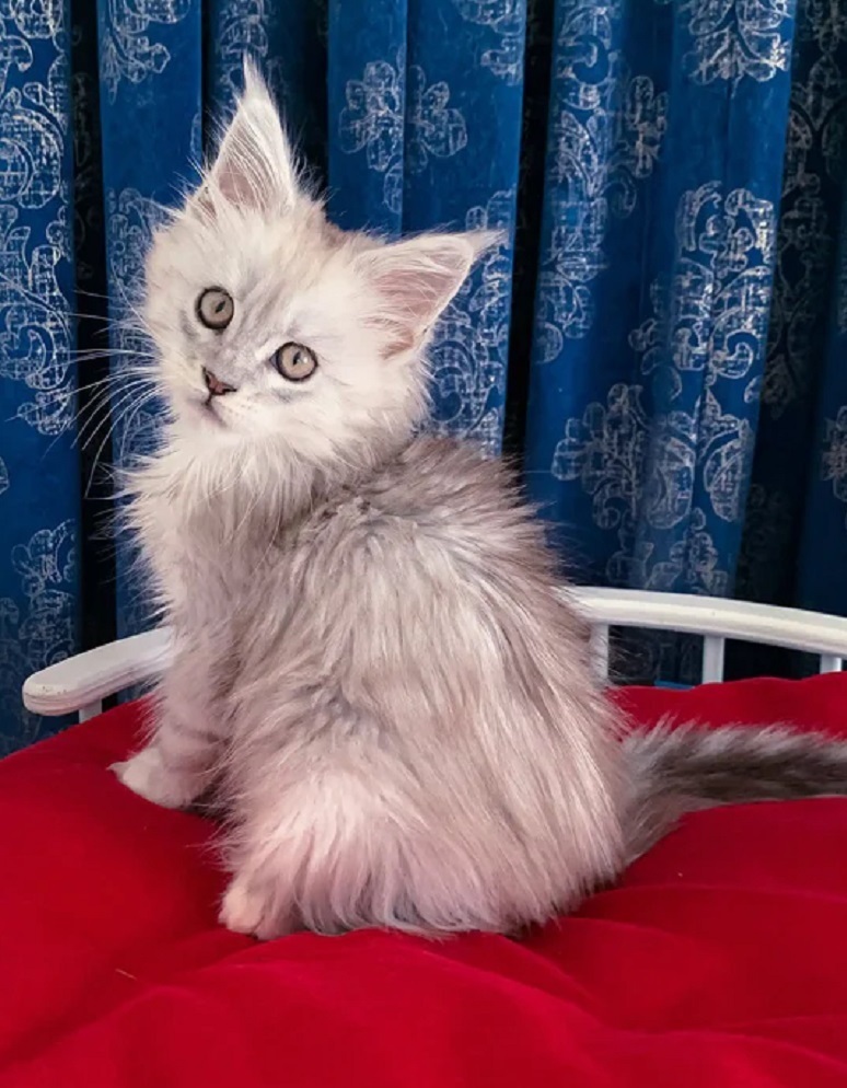 Purebred Maine Coon kitten available for homes in Melbourne VIC. Maine Coon Kitten Melbourne