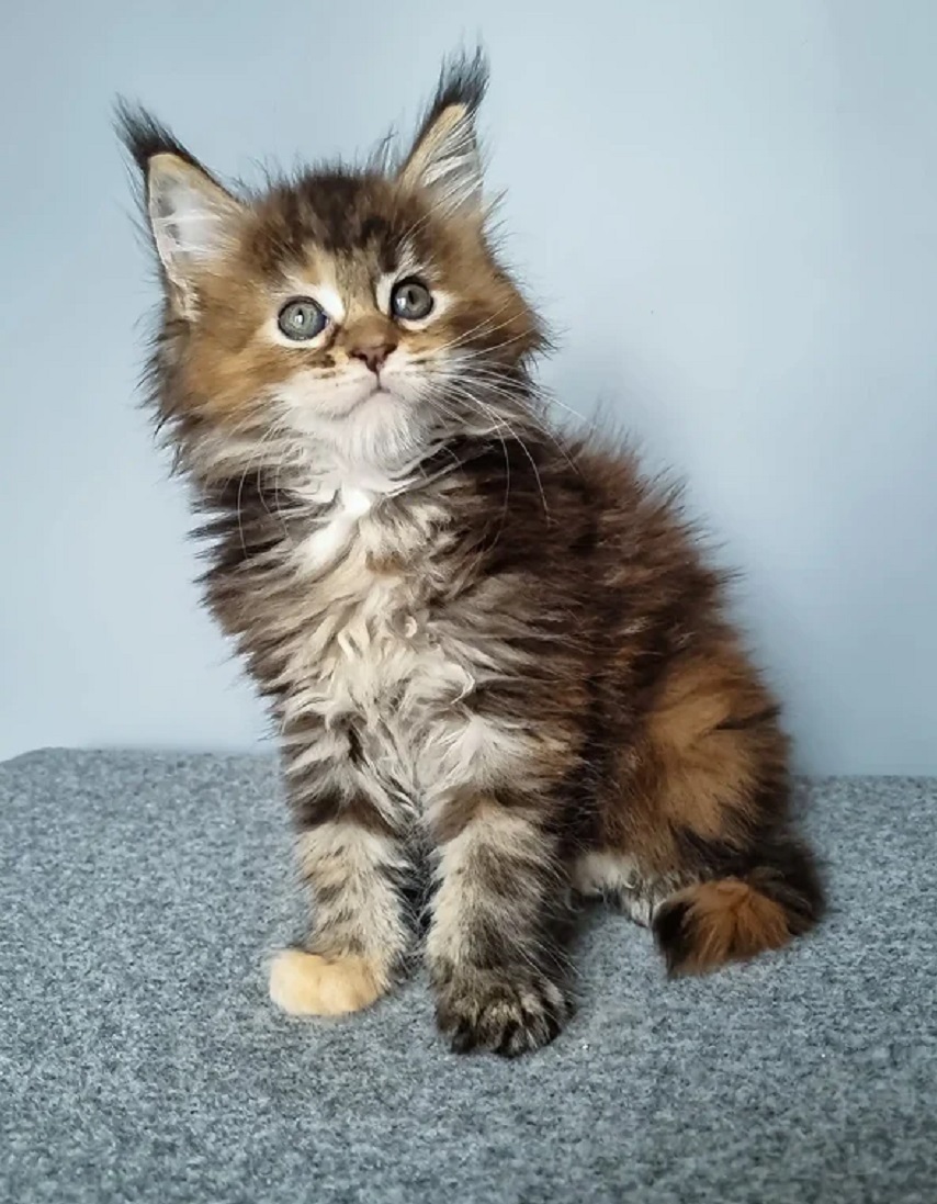Beautiful Maine Coon kitten ready for adoption in Brisbane QLD. Maine Coon Kitten Brisbane