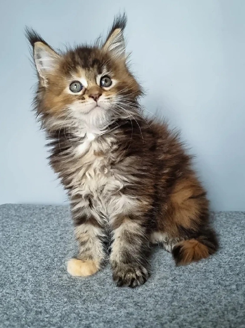 Maine Coon Kittens Sunshine Coast QLD Pedigree Maine Coon kitten available in Sunshine Coast QLD