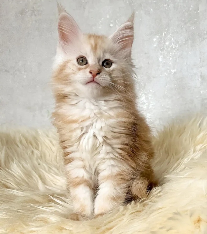 Purebred Maine Coon kitten in Geraldton WA