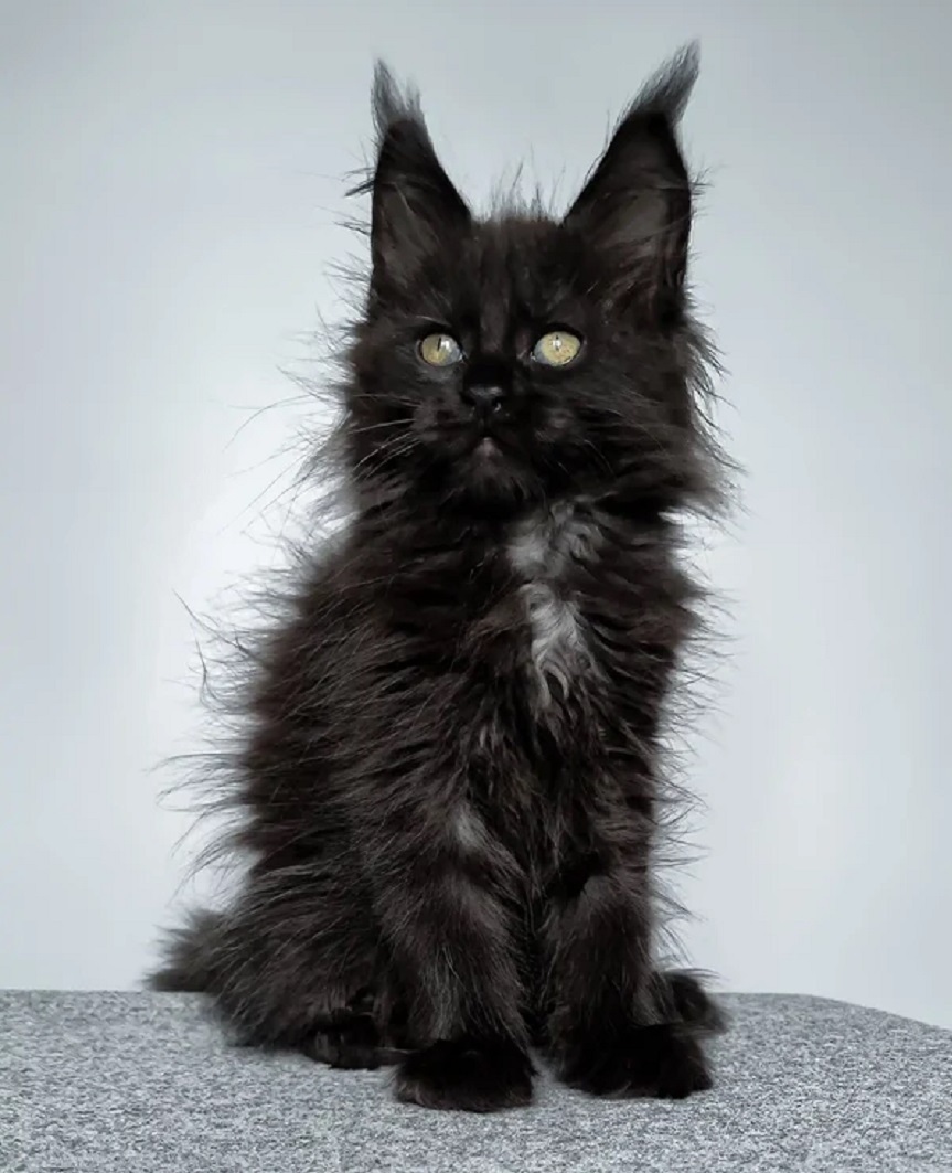 Beautiful purebred Maine Coon kittens available to families throughout New South Wales, featuring healthy male and female kittens with fluffy coats and suitable delivery options.