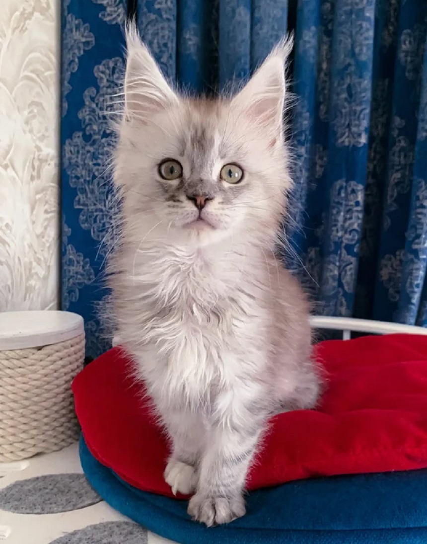 Purebred Maine Coon kitten for sale in Launceston TAS