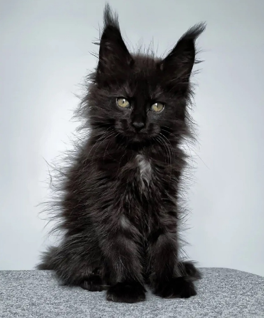 Maine Coon Kittens Townsville QLD – Healthy Pedigree Kittens Healthy pedigree Maine Coon kitten in Townsville QLD