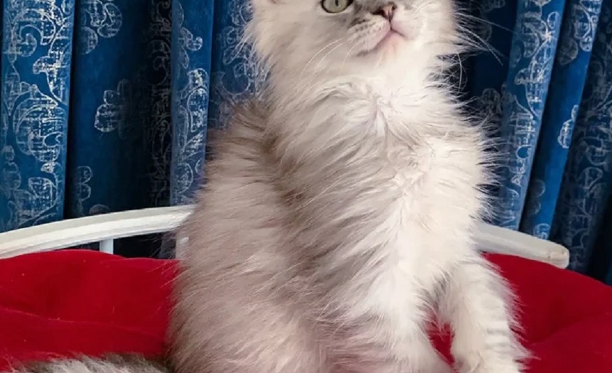 Pedigree Maine Coon kitten in Perth WA