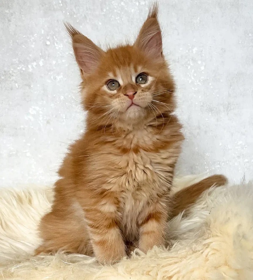 Discover beautiful Maine Coon kittens from DirtyPaws Maine Coons, offering Australian families a selection of adorable kittens with individual profiles and availability information.