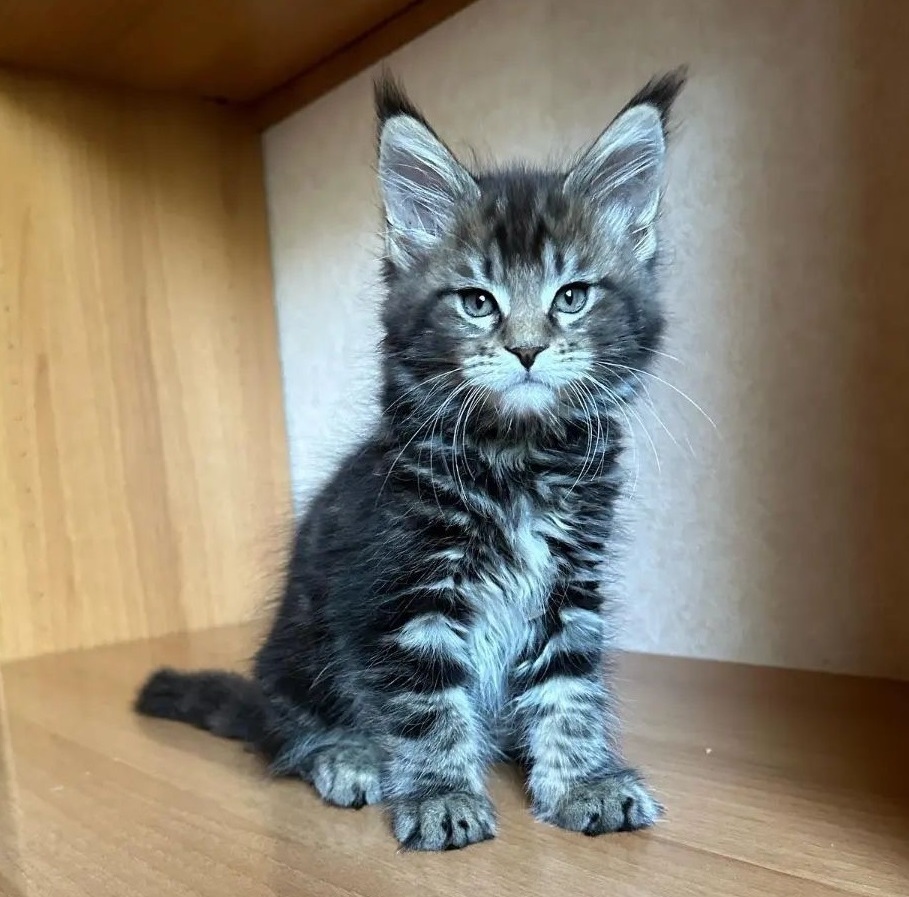 Purebred Maine Coon kitten in Melbourne VIC
