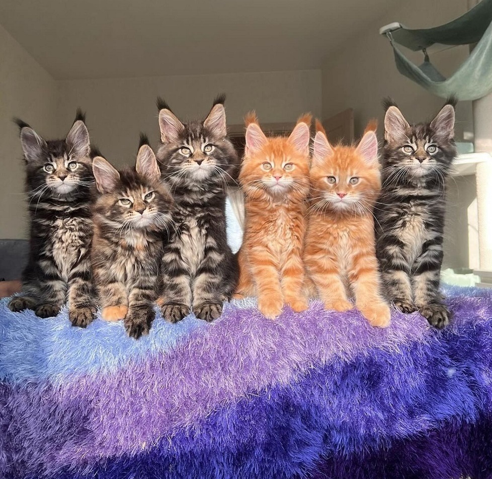 Ethical Maine Coon Kitten in Sunshine Coast Maine Coon kitten for sale in Geelong from trusted breede