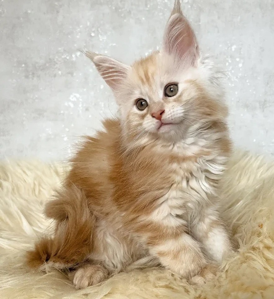 Ethically bred Maine Coon kitten available in Brisbane QLD