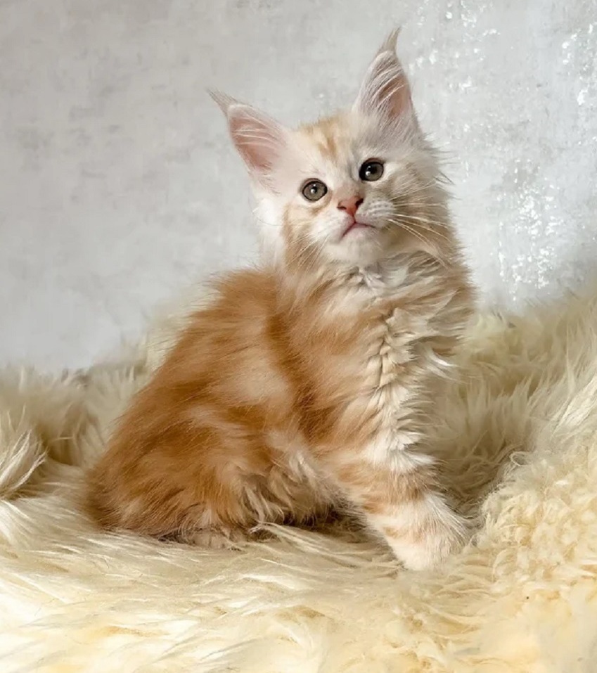 Maine Coon kitten for sale in Geelong from trusted breeder