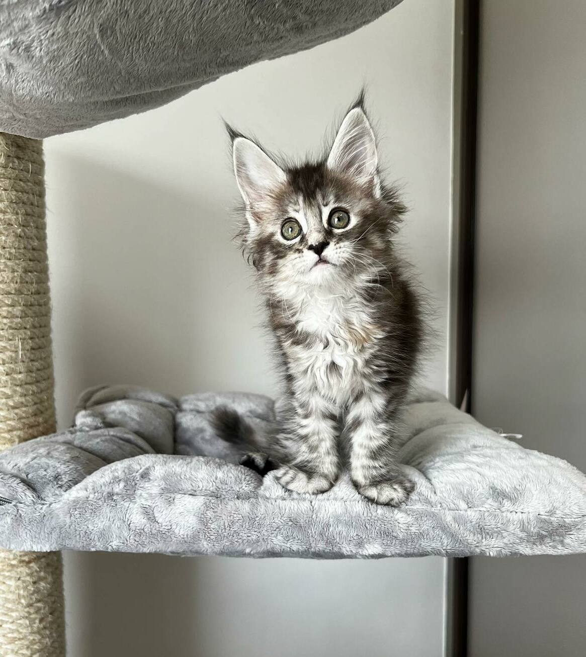Purebred Maine Coon Kittens for Sale Melbourne VIC