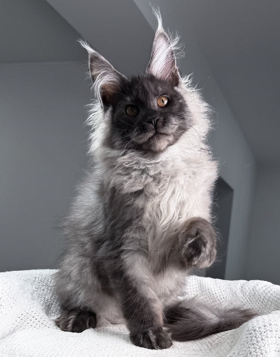 Pedigree Maine Coon kitten available in Mandurah WA