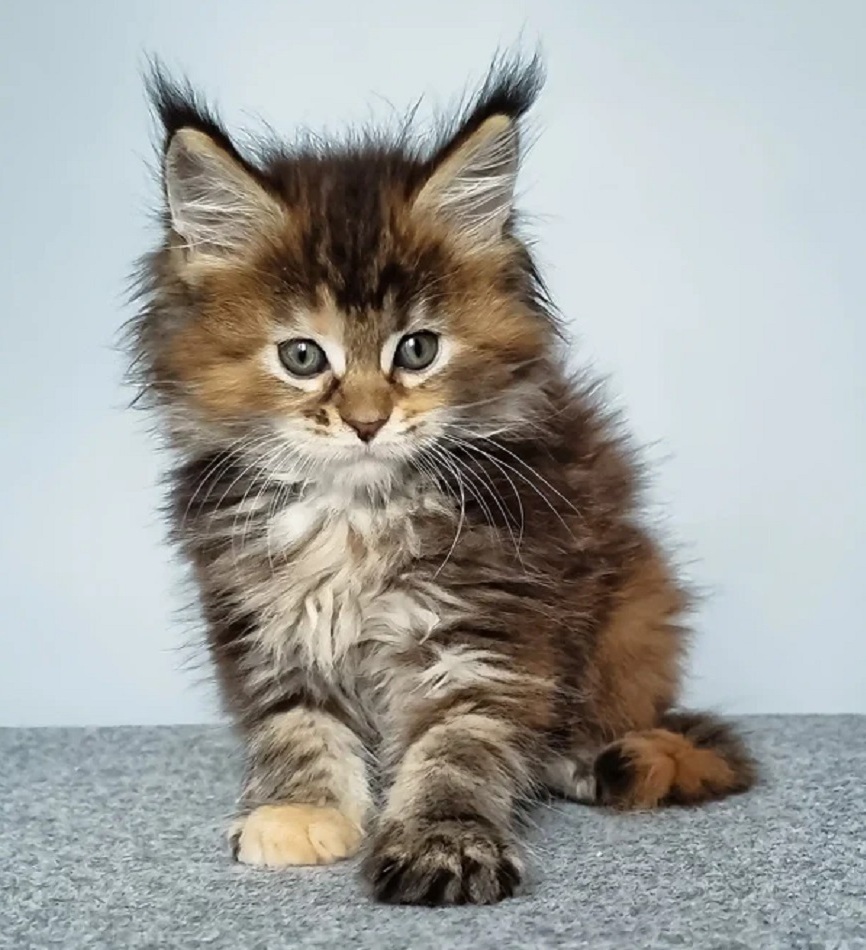 Ethically bred Maine Coon kitten available in Brisbane QLD