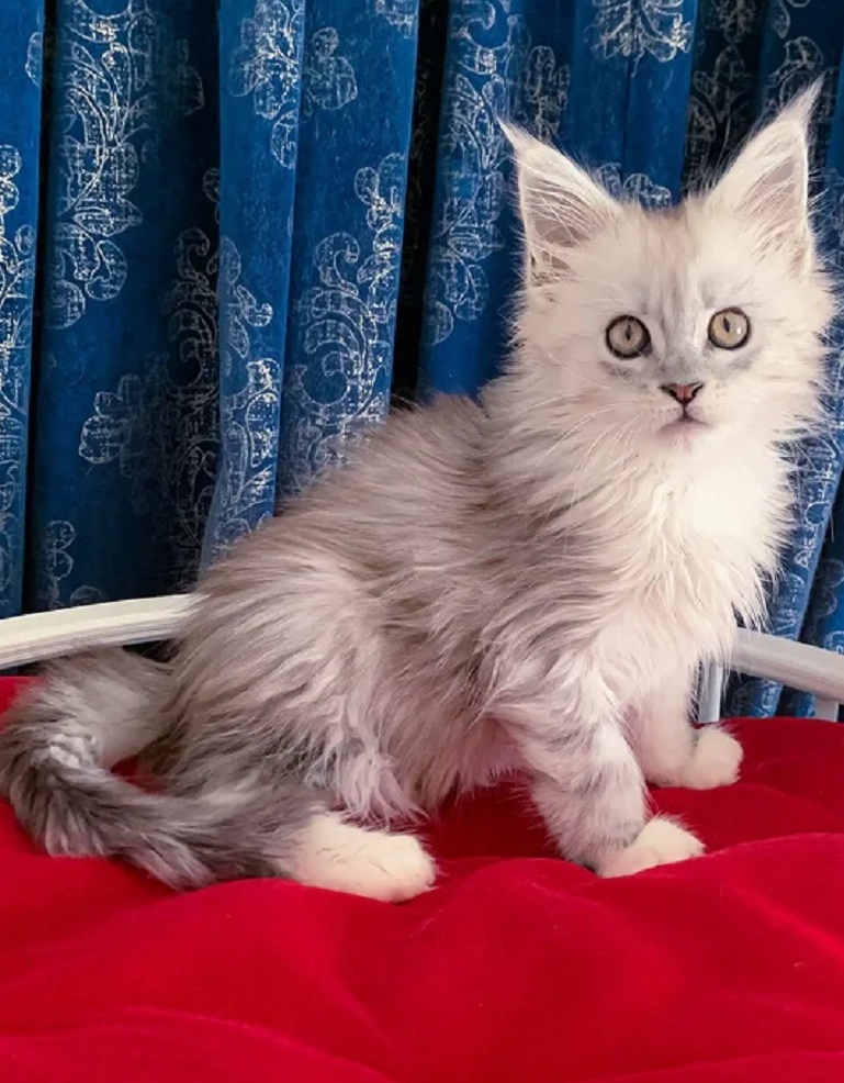 Maine Coon kitten for sale in Brisbane QLD