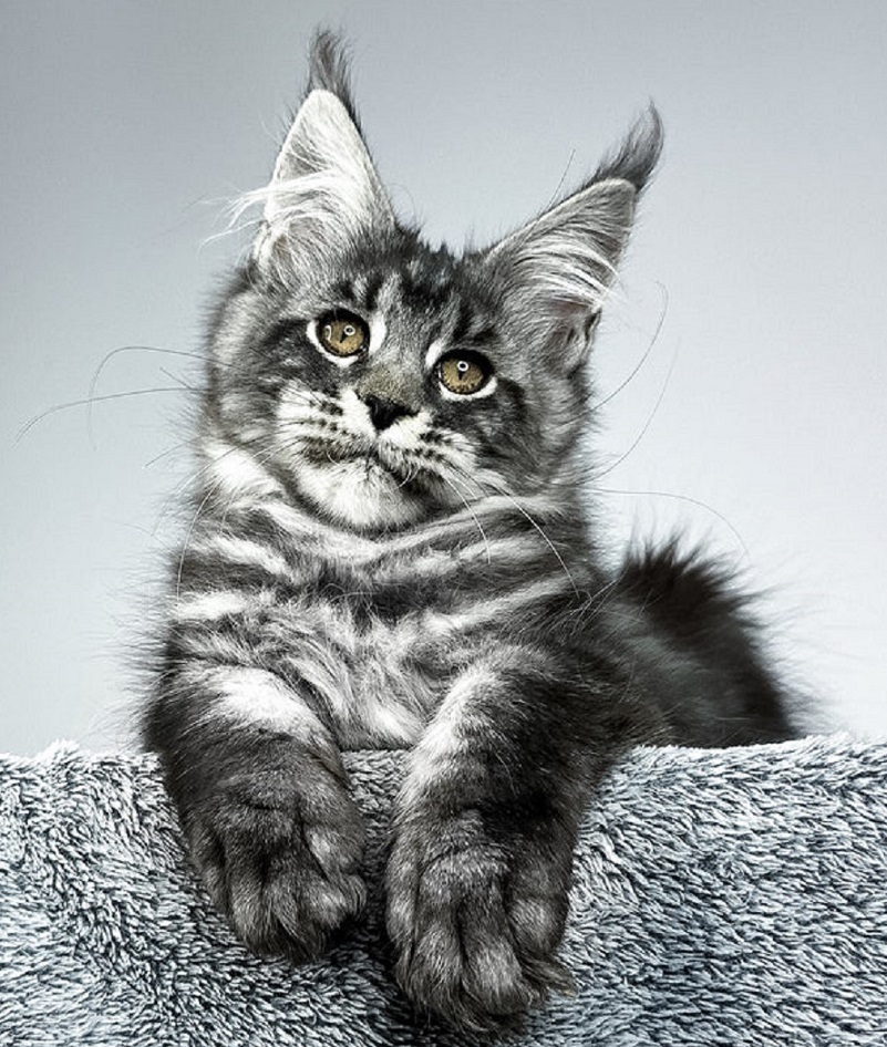 Healthy Maine Coon kitten for sale in Brisbane QLD