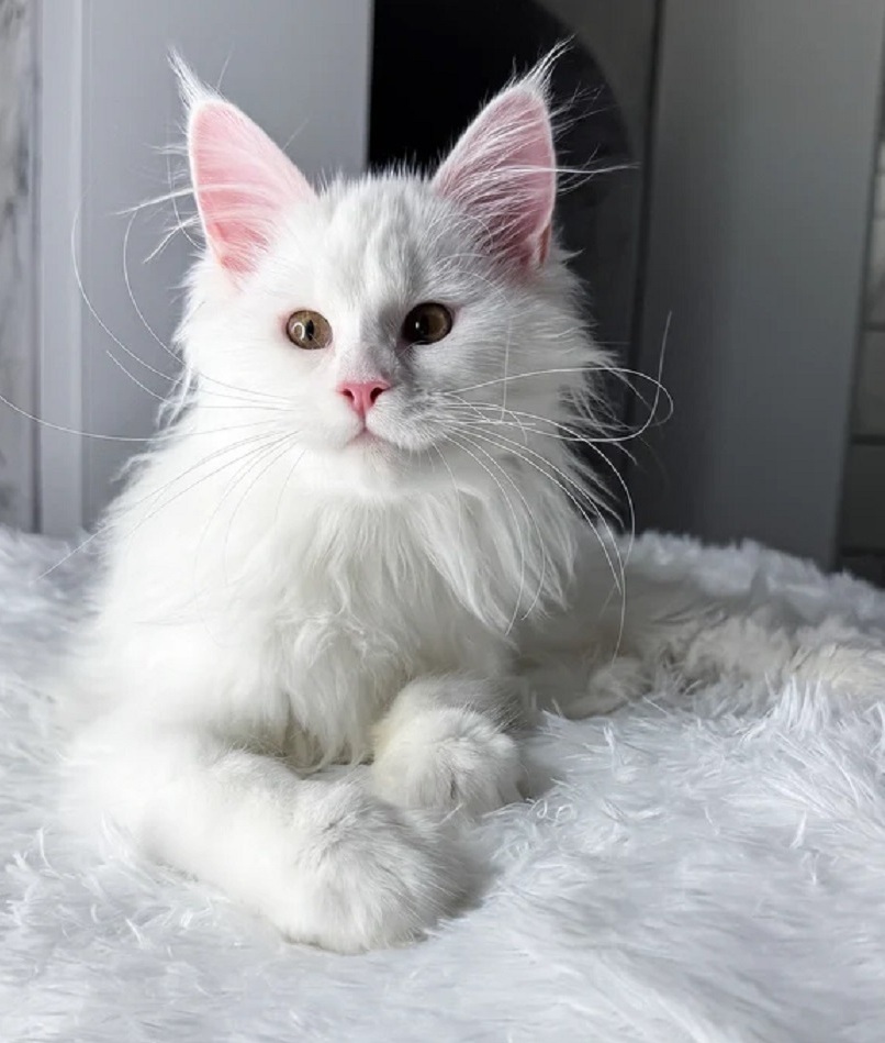 Maine Coon Kittens Brisbane QLD – Purebred & Home-Raised Purebred home-raised Maine Coon kitten in Brisbane QLD