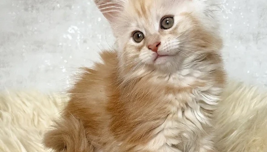 Maine Coon kitten for sale in Bunbury WA