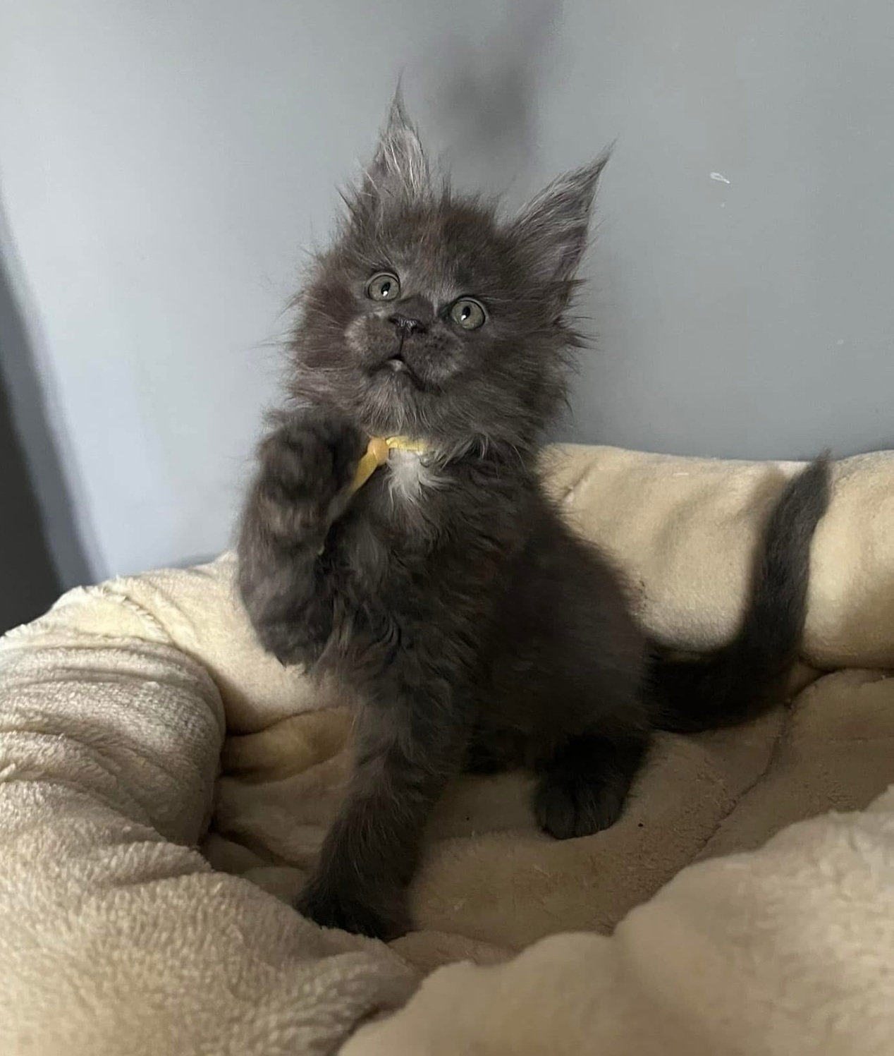 Beautiful Maine Coon kittens from Aussie Crown Maine Coons & Ragdolls, available to families in Perth, Western Australia, with health guarantees and suitable delivery arrangements. Maine Coon Breeders Perth WA | Healthy Purebred Kittens
