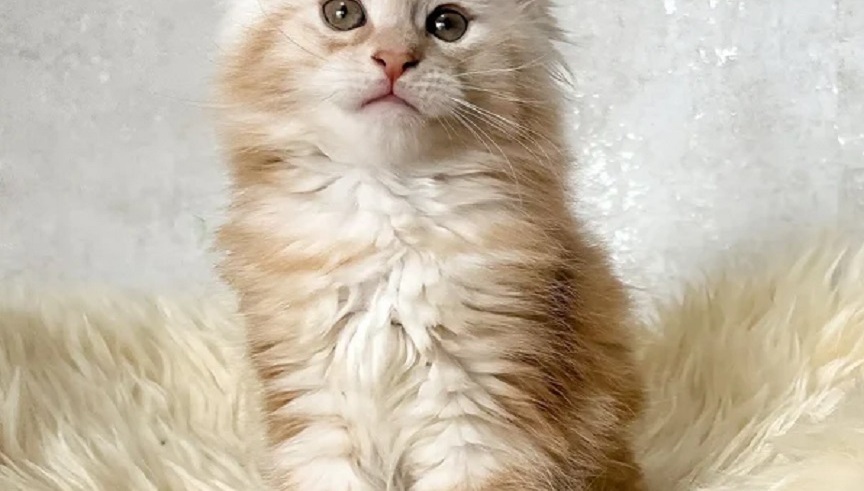Purebred Maine Coon kitten in Geraldton WA