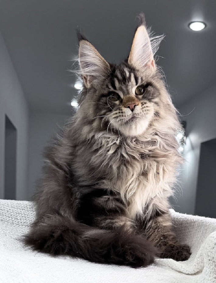 Purebred Maine Coon kitten for sale in Sydney NSW