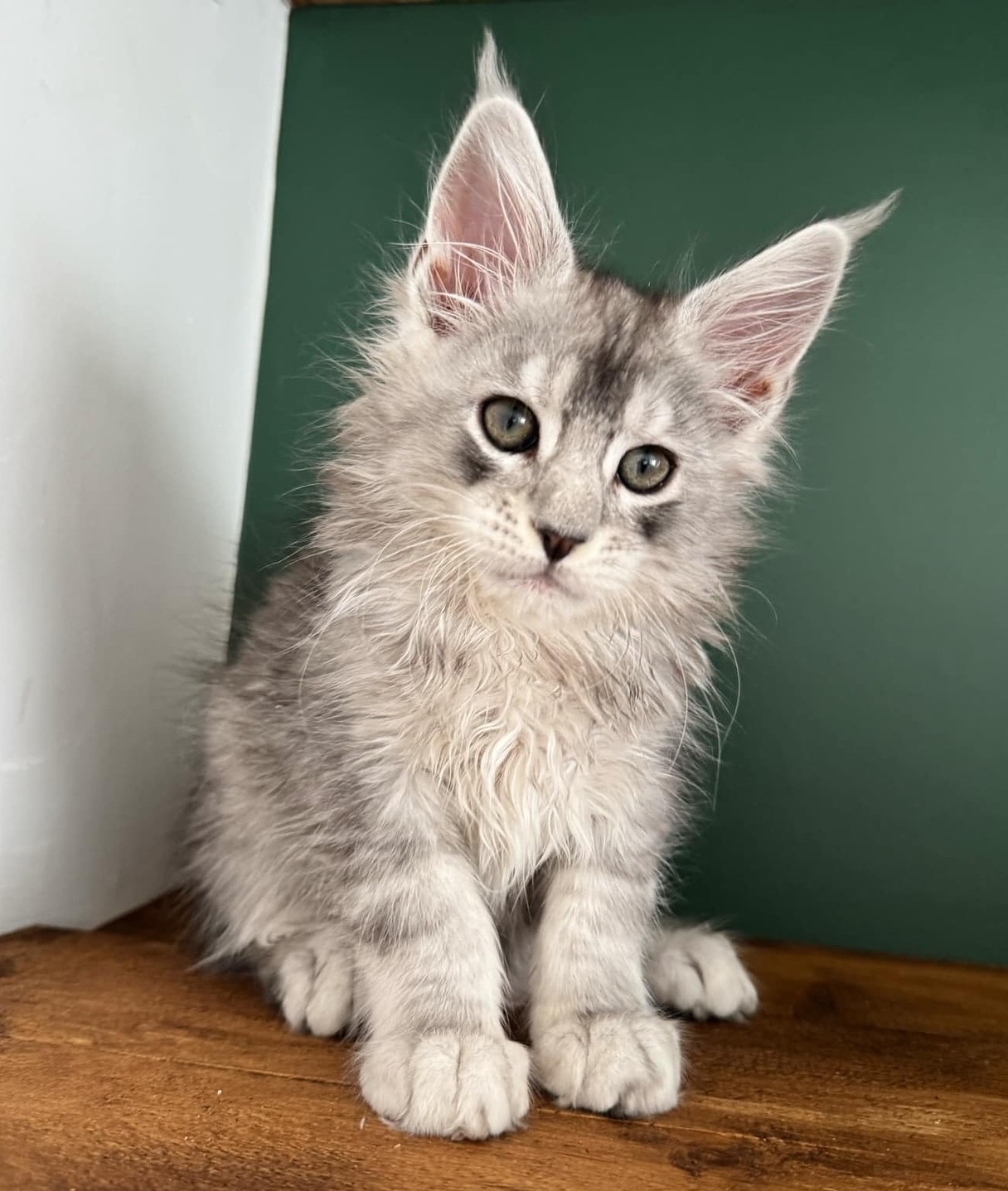 Purebred Maine Coon Kittens Adelaide South Australia