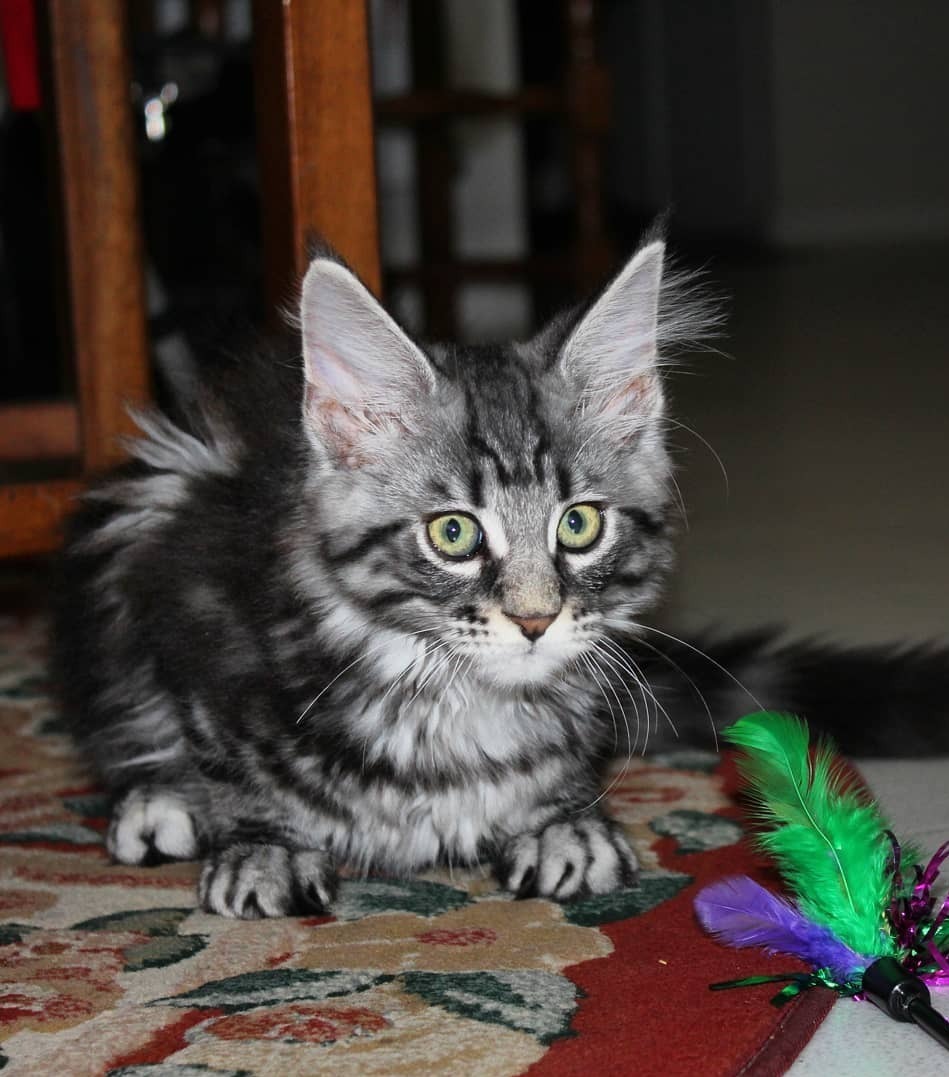Purebred Maine Coon Kittens Hobart TAS Australia Gorgeous purebred Maine Coon kittens available to Hobart families, featuring luxurious coats, expressive eyes, affectionate personalities, and beautiful Maine Coon breed characteristics.