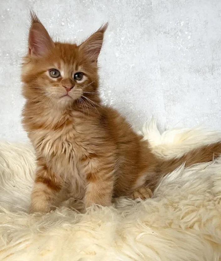 Purebred Maine Coon kitten available in Perth WA