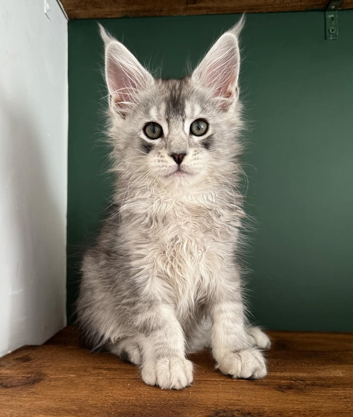 Maine Coon Kittens for Sale Salisbury Adelaide SA