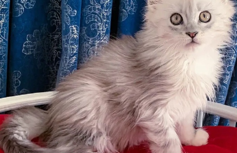 Maine Coon kitten for sale in Brisbane QLD